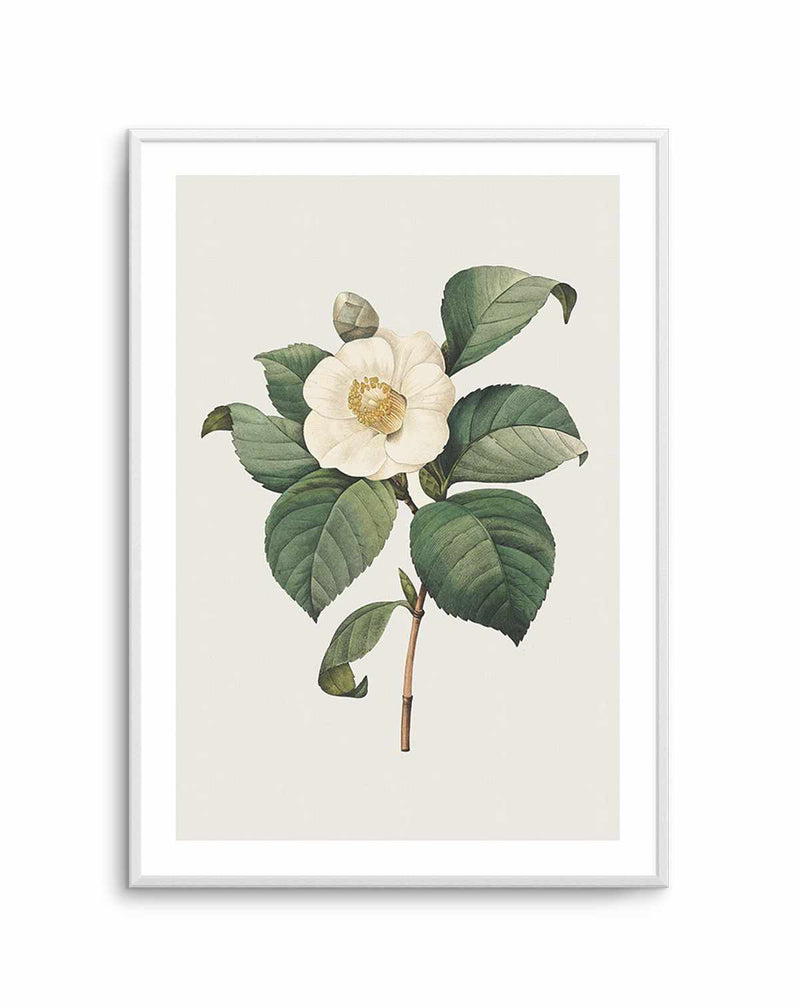 Botanica IV Art Print-PRINT-Olive et Oriel-Olive et Oriel-A5 | 5.8" x 8.3" | 14.8 x 21cm-Unframed Art Print-With White Border-Buy-Australian-Art-Prints-Online-with-Olive-et-Oriel-Your-Artwork-Specialists-Austrailia-Decorate-With-Coastal-Photo-Wall-Art-Prints-From-Our-Beach-House-Artwork-Collection-Fine-Poster-and-Framed-Artwork