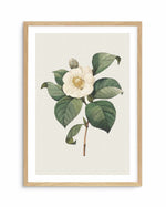 Botanica IV Art Print-PRINT-Olive et Oriel-Olive et Oriel-A5 | 5.8" x 8.3" | 14.8 x 21cm-Oak-With White Border-Buy-Australian-Art-Prints-Online-with-Olive-et-Oriel-Your-Artwork-Specialists-Austrailia-Decorate-With-Coastal-Photo-Wall-Art-Prints-From-Our-Beach-House-Artwork-Collection-Fine-Poster-and-Framed-Artwork