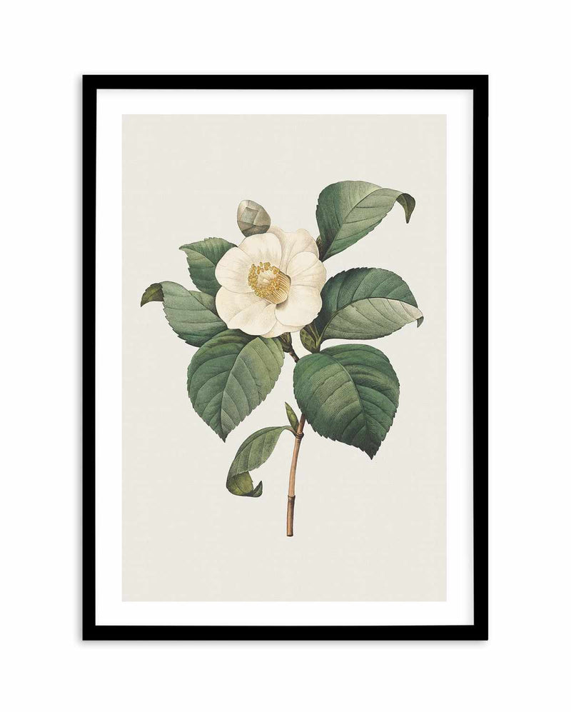 Botanica IV Art Print-PRINT-Olive et Oriel-Olive et Oriel-A5 | 5.8" x 8.3" | 14.8 x 21cm-Black-With White Border-Buy-Australian-Art-Prints-Online-with-Olive-et-Oriel-Your-Artwork-Specialists-Austrailia-Decorate-With-Coastal-Photo-Wall-Art-Prints-From-Our-Beach-House-Artwork-Collection-Fine-Poster-and-Framed-Artwork