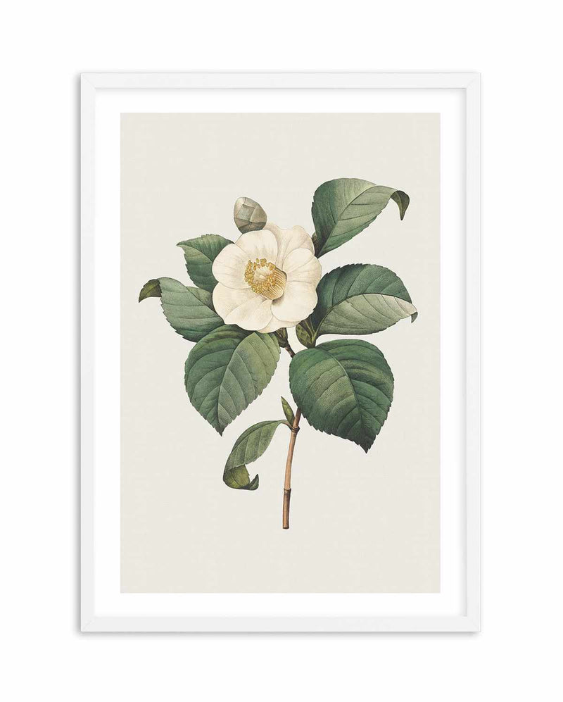 Botanica IV Art Print-PRINT-Olive et Oriel-Olive et Oriel-A5 | 5.8" x 8.3" | 14.8 x 21cm-White-With White Border-Buy-Australian-Art-Prints-Online-with-Olive-et-Oriel-Your-Artwork-Specialists-Austrailia-Decorate-With-Coastal-Photo-Wall-Art-Prints-From-Our-Beach-House-Artwork-Collection-Fine-Poster-and-Framed-Artwork