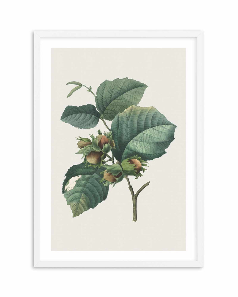 Botanica V Art Print-PRINT-Olive et Oriel-Olive et Oriel-A5 | 5.8" x 8.3" | 14.8 x 21cm-White-With White Border-Buy-Australian-Art-Prints-Online-with-Olive-et-Oriel-Your-Artwork-Specialists-Austrailia-Decorate-With-Coastal-Photo-Wall-Art-Prints-From-Our-Beach-House-Artwork-Collection-Fine-Poster-and-Framed-Artwork