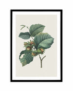 Botanica V Art Print-PRINT-Olive et Oriel-Olive et Oriel-A5 | 5.8" x 8.3" | 14.8 x 21cm-Black-With White Border-Buy-Australian-Art-Prints-Online-with-Olive-et-Oriel-Your-Artwork-Specialists-Austrailia-Decorate-With-Coastal-Photo-Wall-Art-Prints-From-Our-Beach-House-Artwork-Collection-Fine-Poster-and-Framed-Artwork