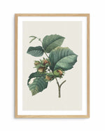 Botanica V Art Print-PRINT-Olive et Oriel-Olive et Oriel-A5 | 5.8" x 8.3" | 14.8 x 21cm-Oak-With White Border-Buy-Australian-Art-Prints-Online-with-Olive-et-Oriel-Your-Artwork-Specialists-Austrailia-Decorate-With-Coastal-Photo-Wall-Art-Prints-From-Our-Beach-House-Artwork-Collection-Fine-Poster-and-Framed-Artwork