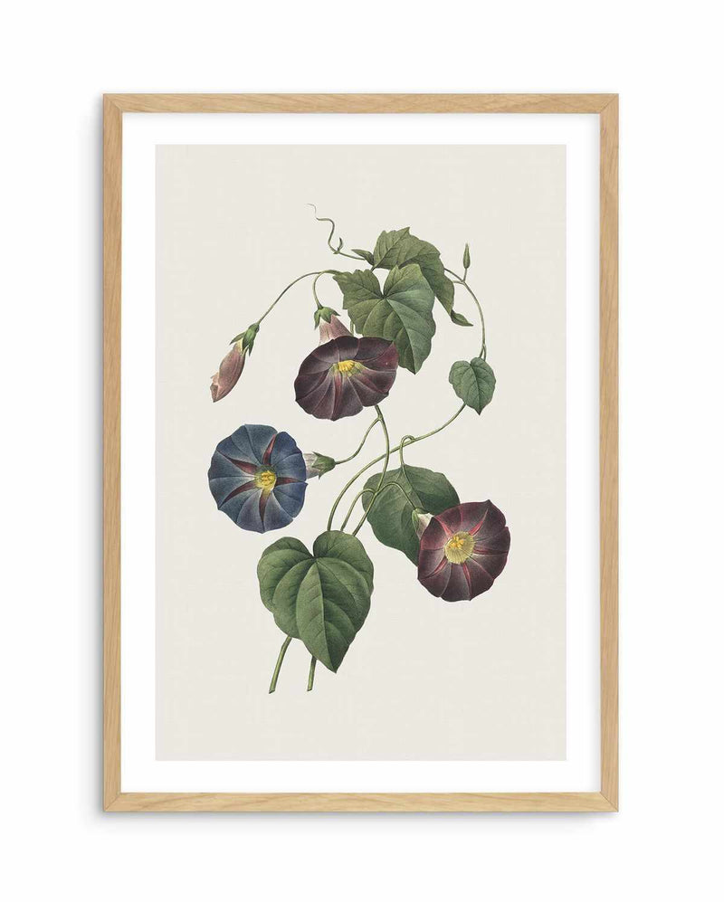 Botanica VI Art Print-PRINT-Olive et Oriel-Olive et Oriel-A5 | 5.8" x 8.3" | 14.8 x 21cm-Oak-With White Border-Buy-Australian-Art-Prints-Online-with-Olive-et-Oriel-Your-Artwork-Specialists-Austrailia-Decorate-With-Coastal-Photo-Wall-Art-Prints-From-Our-Beach-House-Artwork-Collection-Fine-Poster-and-Framed-Artwork