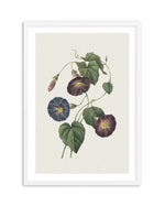 Botanica VI Art Print-PRINT-Olive et Oriel-Olive et Oriel-A5 | 5.8" x 8.3" | 14.8 x 21cm-White-With White Border-Buy-Australian-Art-Prints-Online-with-Olive-et-Oriel-Your-Artwork-Specialists-Austrailia-Decorate-With-Coastal-Photo-Wall-Art-Prints-From-Our-Beach-House-Artwork-Collection-Fine-Poster-and-Framed-Artwork