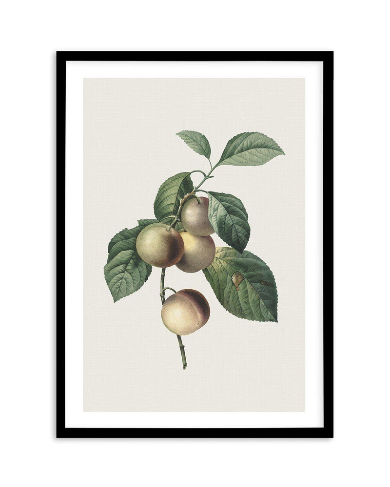 Botanica VIII Art Print-PRINT-Olive et Oriel-Olive et Oriel-A5 | 5.8" x 8.3" | 14.8 x 21cm-Black-With White Border-Buy-Australian-Art-Prints-Online-with-Olive-et-Oriel-Your-Artwork-Specialists-Austrailia-Decorate-With-Coastal-Photo-Wall-Art-Prints-From-Our-Beach-House-Artwork-Collection-Fine-Poster-and-Framed-Artwork