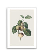 Botanica VIII Art Print-PRINT-Olive et Oriel-Olive et Oriel-A5 | 5.8" x 8.3" | 14.8 x 21cm-Unframed Art Print-With White Border-Buy-Australian-Art-Prints-Online-with-Olive-et-Oriel-Your-Artwork-Specialists-Austrailia-Decorate-With-Coastal-Photo-Wall-Art-Prints-From-Our-Beach-House-Artwork-Collection-Fine-Poster-and-Framed-Artwork