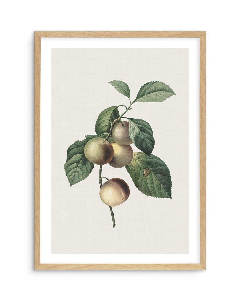 Botanica VIII Art Print-PRINT-Olive et Oriel-Olive et Oriel-A5 | 5.8" x 8.3" | 14.8 x 21cm-Oak-With White Border-Buy-Australian-Art-Prints-Online-with-Olive-et-Oriel-Your-Artwork-Specialists-Austrailia-Decorate-With-Coastal-Photo-Wall-Art-Prints-From-Our-Beach-House-Artwork-Collection-Fine-Poster-and-Framed-Artwork