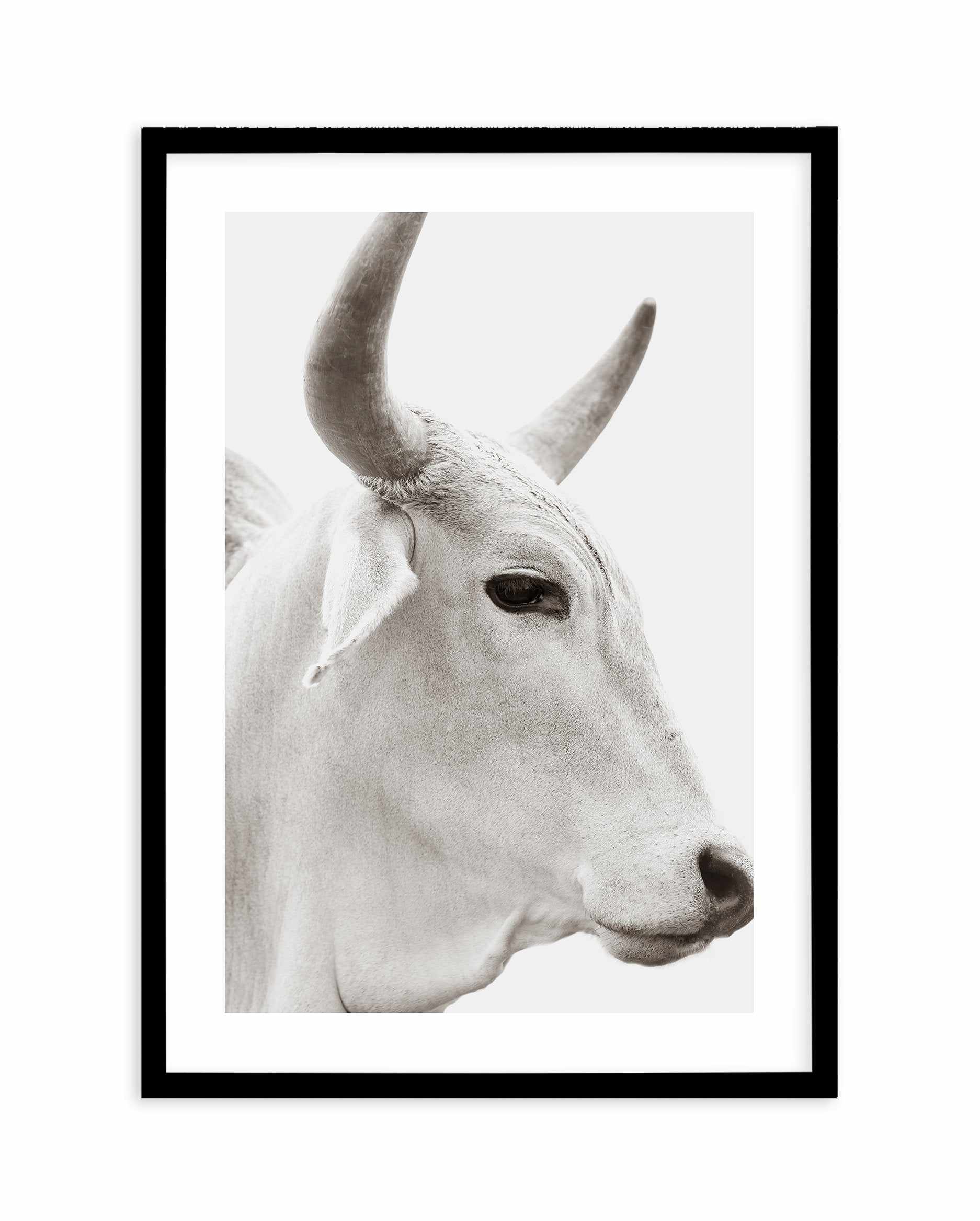 Bovine Art Print-PRINT-Olive et Oriel-Olive et Oriel-A5 | 5.8" x 8.3" | 14.8 x 21cm-Black-With White Border-Buy-Australian-Art-Prints-Online-with-Olive-et-Oriel-Your-Artwork-Specialists-Austrailia-Decorate-With-Coastal-Photo-Wall-Art-Prints-From-Our-Beach-House-Artwork-Collection-Fine-Poster-and-Framed-Artwork