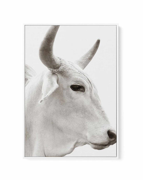 Bovine | Framed Canvas-CANVAS-You can shop wall art online with Olive et Oriel for everything from abstract art to fun kids wall art. Our beautiful modern art prints and canvas art are available from large canvas prints to wall art paintings and our proudly Australian artwork collection offers only the highest quality framed large wall art and canvas art Australia - You can buy fashion photography prints or Hampton print posters and paintings on canvas from Olive et Oriel and have them delivered
