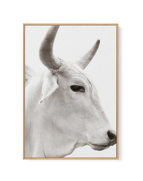 Bovine | Framed Canvas-CANVAS-You can shop wall art online with Olive et Oriel for everything from abstract art to fun kids wall art. Our beautiful modern art prints and canvas art are available from large canvas prints to wall art paintings and our proudly Australian artwork collection offers only the highest quality framed large wall art and canvas art Australia - You can buy fashion photography prints or Hampton print posters and paintings on canvas from Olive et Oriel and have them delivered