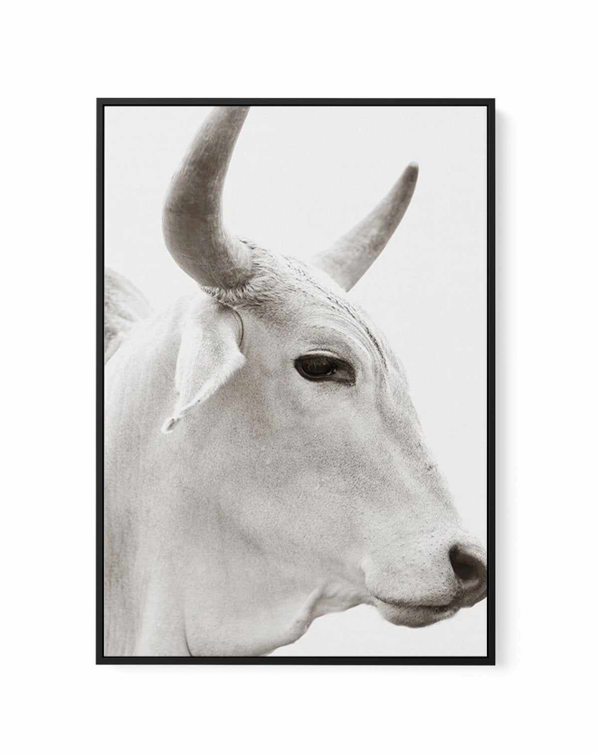 Bovine | Framed Canvas-CANVAS-You can shop wall art online with Olive et Oriel for everything from abstract art to fun kids wall art. Our beautiful modern art prints and canvas art are available from large canvas prints to wall art paintings and our proudly Australian artwork collection offers only the highest quality framed large wall art and canvas art Australia - You can buy fashion photography prints or Hampton print posters and paintings on canvas from Olive et Oriel and have them delivered