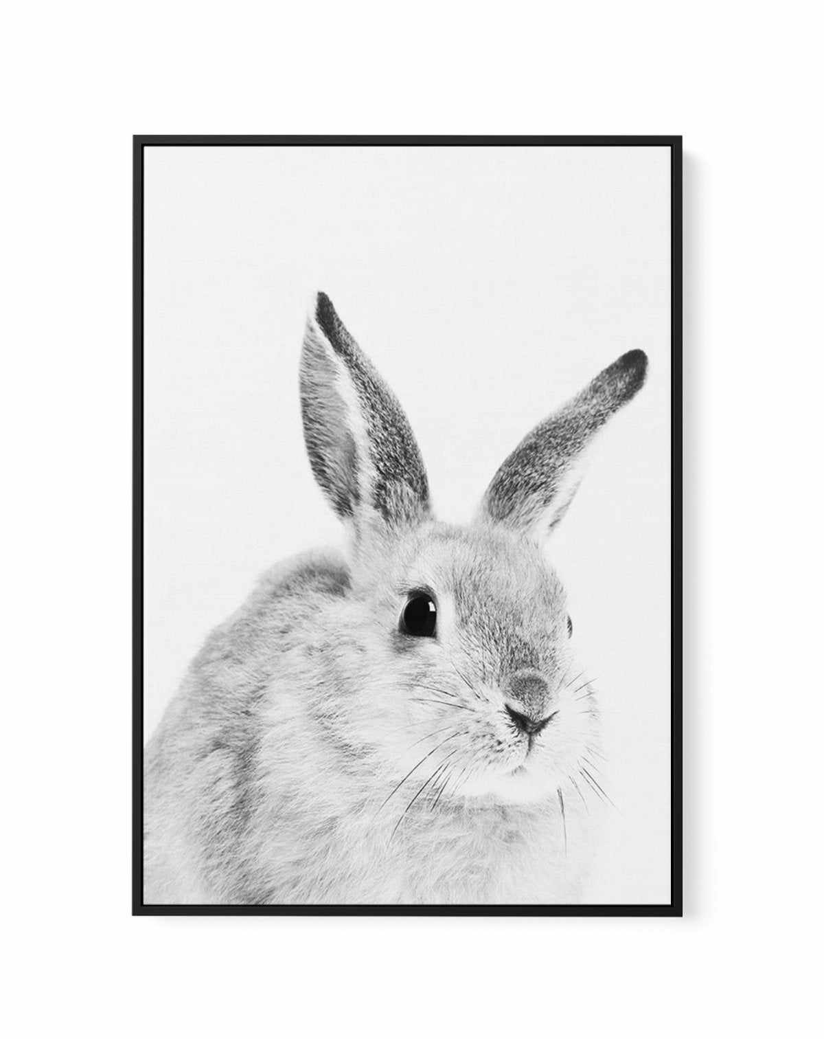 Bunny | B&W | Framed Canvas-CANVAS-You can shop wall art online with Olive et Oriel for everything from abstract art to fun kids wall art. Our beautiful modern art prints and canvas art are available from large canvas prints to wall art paintings and our proudly Australian artwork collection offers only the highest quality framed large wall art and canvas art Australia - You can buy fashion photography prints or Hampton print posters and paintings on canvas from Olive et Oriel and have them deli