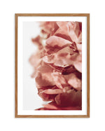Burnt Peony I Art Print-PRINT-Olive et Oriel-Olive et Oriel-50x70 cm | 19.6" x 27.5"-Walnut-With White Border-Buy-Australian-Art-Prints-Online-with-Olive-et-Oriel-Your-Artwork-Specialists-Austrailia-Decorate-With-Coastal-Photo-Wall-Art-Prints-From-Our-Beach-House-Artwork-Collection-Fine-Poster-and-Framed-Artwork