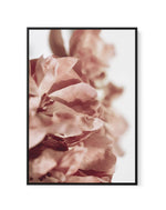 Burnt Peony I | Framed Canvas-CANVAS-You can shop wall art online with Olive et Oriel for everything from abstract art to fun kids wall art. Our beautiful modern art prints and canvas art are available from large canvas prints to wall art paintings and our proudly Australian artwork collection offers only the highest quality framed large wall art and canvas art Australia - You can buy fashion photography prints or Hampton print posters and paintings on canvas from Olive et Oriel and have them de
