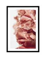 Burnt Peony II Art Print-PRINT-Olive et Oriel-Olive et Oriel-A5 | 5.8" x 8.3" | 14.8 x 21cm-Black-With White Border-Buy-Australian-Art-Prints-Online-with-Olive-et-Oriel-Your-Artwork-Specialists-Austrailia-Decorate-With-Coastal-Photo-Wall-Art-Prints-From-Our-Beach-House-Artwork-Collection-Fine-Poster-and-Framed-Artwork