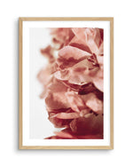 Burnt Peony II Art Print-PRINT-Olive et Oriel-Olive et Oriel-A5 | 5.8" x 8.3" | 14.8 x 21cm-Oak-With White Border-Buy-Australian-Art-Prints-Online-with-Olive-et-Oriel-Your-Artwork-Specialists-Austrailia-Decorate-With-Coastal-Photo-Wall-Art-Prints-From-Our-Beach-House-Artwork-Collection-Fine-Poster-and-Framed-Artwork