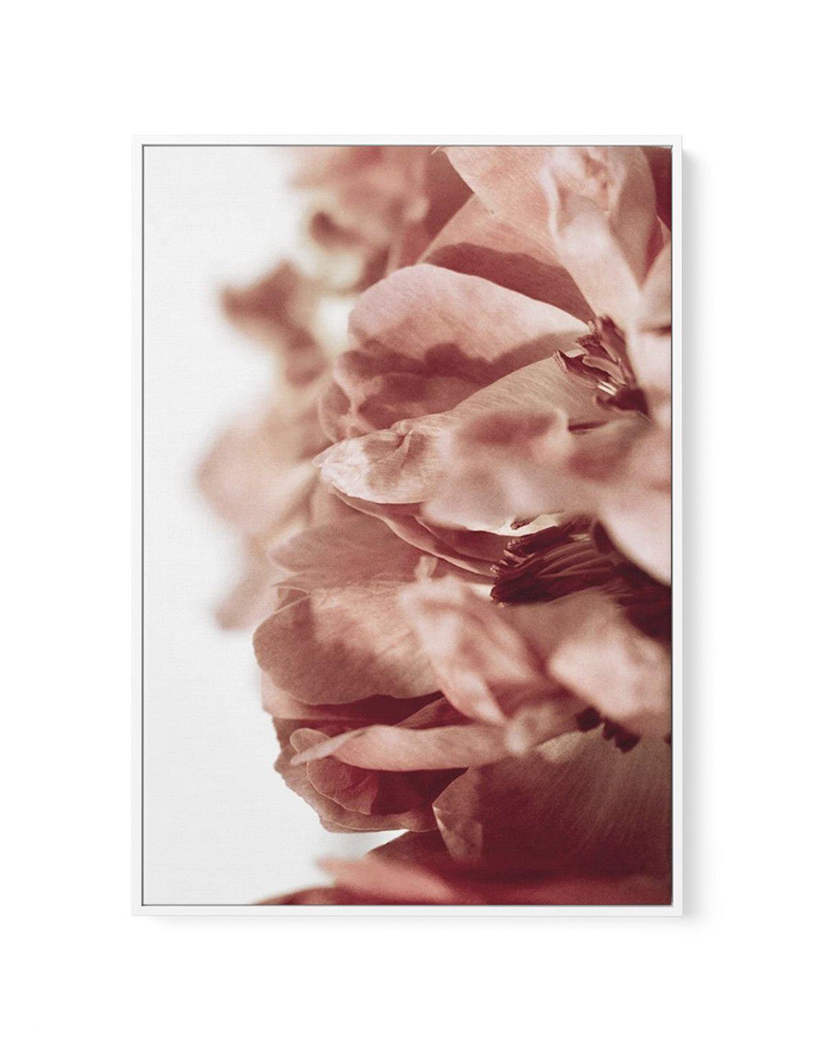 Burnt Peony II | Framed Canvas-CANVAS-You can shop wall art online with Olive et Oriel for everything from abstract art to fun kids wall art. Our beautiful modern art prints and canvas art are available from large canvas prints to wall art paintings and our proudly Australian artwork collection offers only the highest quality framed large wall art and canvas art Australia - You can buy fashion photography prints or Hampton print posters and paintings on canvas from Olive et Oriel and have them d