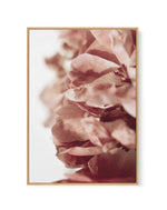 Burnt Peony II | Framed Canvas-CANVAS-You can shop wall art online with Olive et Oriel for everything from abstract art to fun kids wall art. Our beautiful modern art prints and canvas art are available from large canvas prints to wall art paintings and our proudly Australian artwork collection offers only the highest quality framed large wall art and canvas art Australia - You can buy fashion photography prints or Hampton print posters and paintings on canvas from Olive et Oriel and have them d