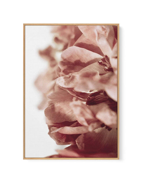 Burnt Peony II | Framed Canvas-CANVAS-You can shop wall art online with Olive et Oriel for everything from abstract art to fun kids wall art. Our beautiful modern art prints and canvas art are available from large canvas prints to wall art paintings and our proudly Australian artwork collection offers only the highest quality framed large wall art and canvas art Australia - You can buy fashion photography prints or Hampton print posters and paintings on canvas from Olive et Oriel and have them d