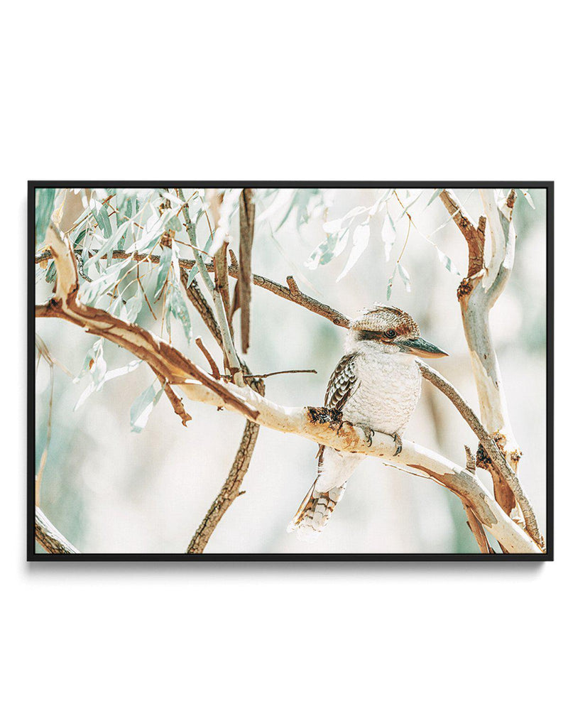Bush Kookaburra | Framed Canvas-CANVAS-You can shop wall art online with Olive et Oriel for everything from abstract art to fun kids wall art. Our beautiful modern art prints and canvas art are available from large canvas prints to wall art paintings and our proudly Australian artwork collection offers only the highest quality framed large wall art and canvas art Australia - You can buy fashion photography prints or Hampton print posters and paintings on canvas from Olive et Oriel and have them 