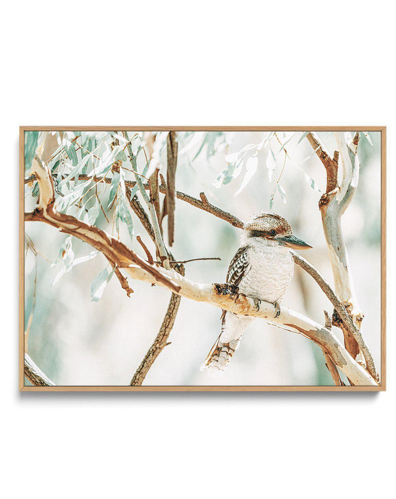 Bush Kookaburra | Framed Canvas-CANVAS-You can shop wall art online with Olive et Oriel for everything from abstract art to fun kids wall art. Our beautiful modern art prints and canvas art are available from large canvas prints to wall art paintings and our proudly Australian artwork collection offers only the highest quality framed large wall art and canvas art Australia - You can buy fashion photography prints or Hampton print posters and paintings on canvas from Olive et Oriel and have them 
