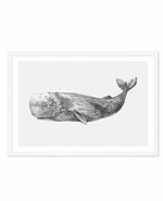 Cachalot Whale | LS Art Print-PRINT-Olive et Oriel-Olive et Oriel-A5 | 5.8" x 8.3" | 14.8 x 21cm-White-With White Border-Buy-Australian-Art-Prints-Online-with-Olive-et-Oriel-Your-Artwork-Specialists-Austrailia-Decorate-With-Coastal-Photo-Wall-Art-Prints-From-Our-Beach-House-Artwork-Collection-Fine-Poster-and-Framed-Artwork