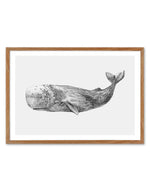 Cachalot Whale | LS Art Print-PRINT-Olive et Oriel-Olive et Oriel-50x70 cm | 19.6" x 27.5"-Walnut-With White Border-Buy-Australian-Art-Prints-Online-with-Olive-et-Oriel-Your-Artwork-Specialists-Austrailia-Decorate-With-Coastal-Photo-Wall-Art-Prints-From-Our-Beach-House-Artwork-Collection-Fine-Poster-and-Framed-Artwork