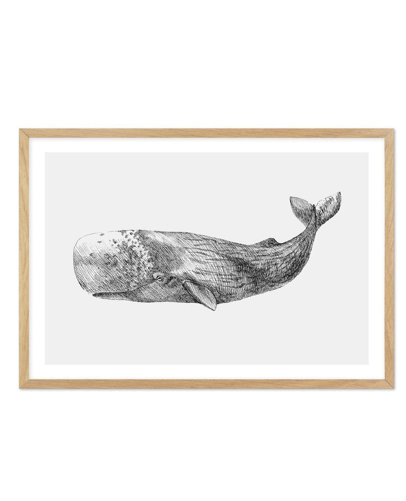 Cachalot Whale | LS Art Print-PRINT-Olive et Oriel-Olive et Oriel-A5 | 5.8" x 8.3" | 14.8 x 21cm-Oak-With White Border-Buy-Australian-Art-Prints-Online-with-Olive-et-Oriel-Your-Artwork-Specialists-Austrailia-Decorate-With-Coastal-Photo-Wall-Art-Prints-From-Our-Beach-House-Artwork-Collection-Fine-Poster-and-Framed-Artwork