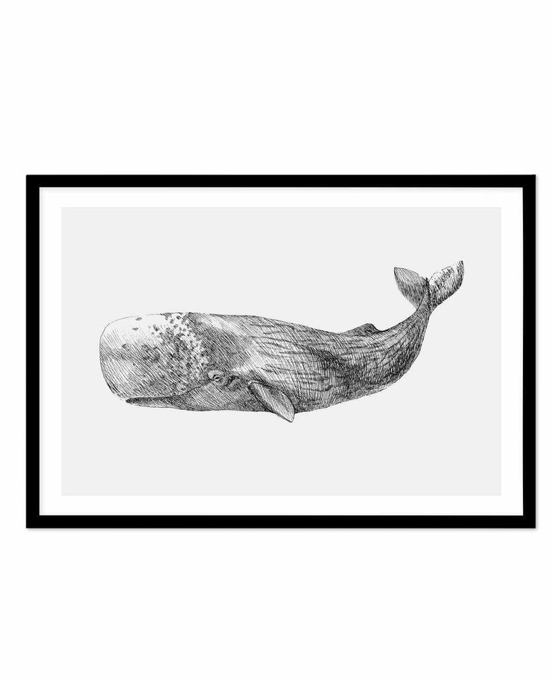 Cachalot Whale | LS Art Print-PRINT-Olive et Oriel-Olive et Oriel-A5 | 5.8" x 8.3" | 14.8 x 21cm-Black-With White Border-Buy-Australian-Art-Prints-Online-with-Olive-et-Oriel-Your-Artwork-Specialists-Austrailia-Decorate-With-Coastal-Photo-Wall-Art-Prints-From-Our-Beach-House-Artwork-Collection-Fine-Poster-and-Framed-Artwork
