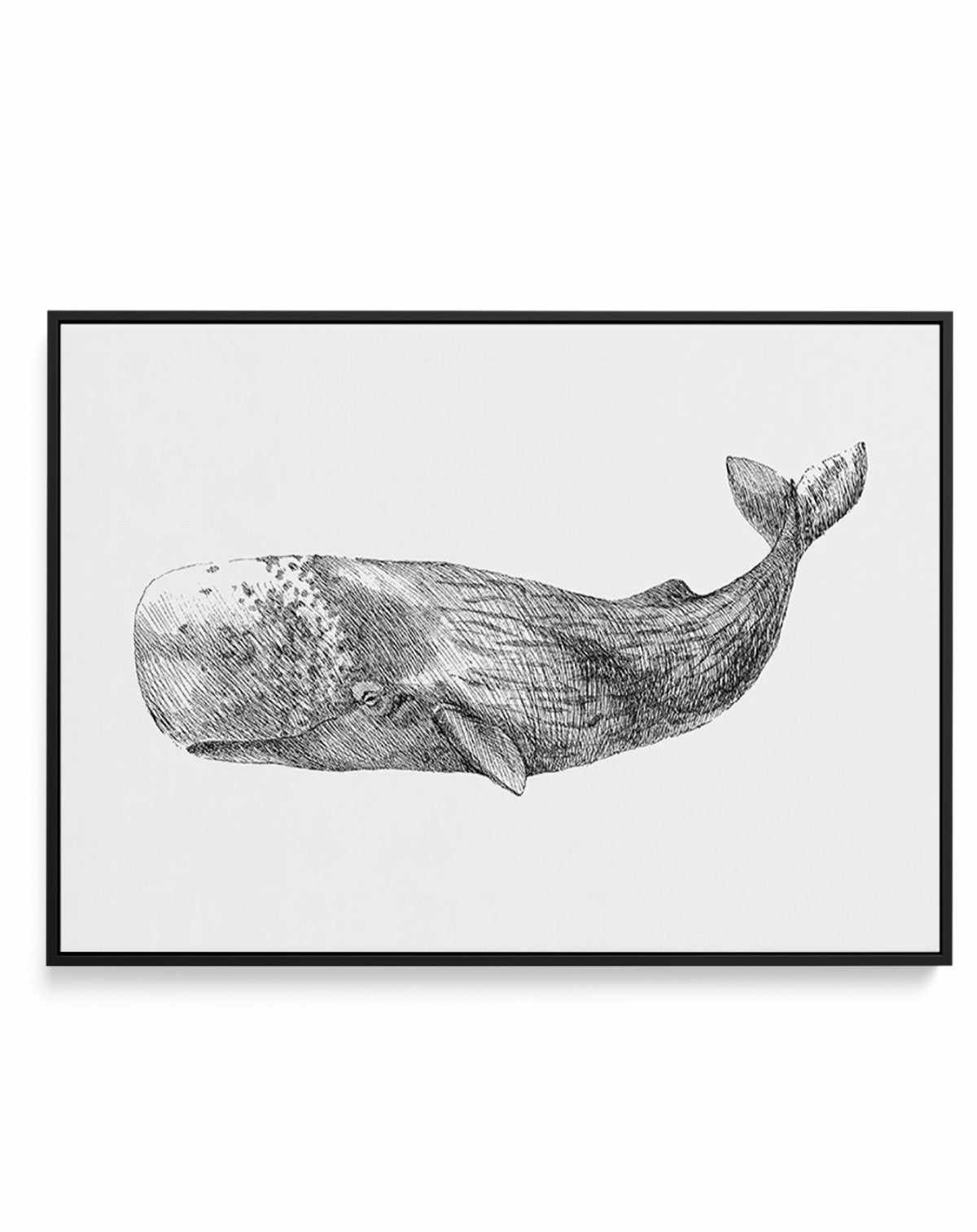 Cachalot Whale | LS | Framed Canvas-CANVAS-You can shop wall art online with Olive et Oriel for everything from abstract art to fun kids wall art. Our beautiful modern art prints and canvas art are available from large canvas prints to wall art paintings and our proudly Australian artwork collection offers only the highest quality framed large wall art and canvas art Australia - You can buy fashion photography prints or Hampton print posters and paintings on canvas from Olive et Oriel and have t