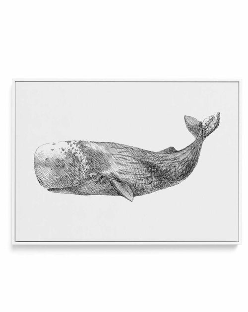 Cachalot Whale | LS | Framed Canvas-CANVAS-You can shop wall art online with Olive et Oriel for everything from abstract art to fun kids wall art. Our beautiful modern art prints and canvas art are available from large canvas prints to wall art paintings and our proudly Australian artwork collection offers only the highest quality framed large wall art and canvas art Australia - You can buy fashion photography prints or Hampton print posters and paintings on canvas from Olive et Oriel and have t