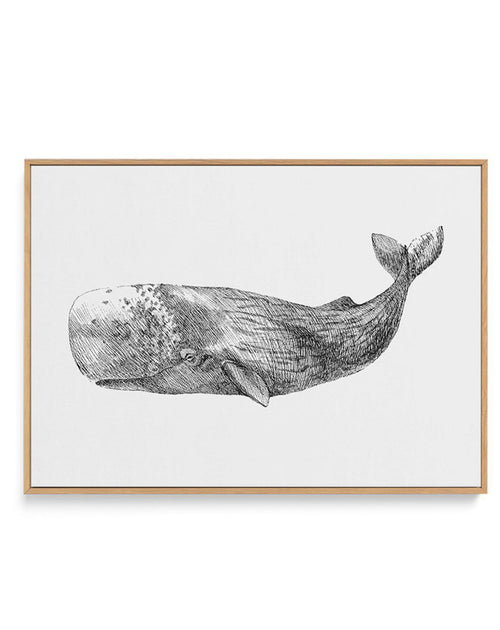 Cachalot Whale | LS | Framed Canvas-CANVAS-You can shop wall art online with Olive et Oriel for everything from abstract art to fun kids wall art. Our beautiful modern art prints and canvas art are available from large canvas prints to wall art paintings and our proudly Australian artwork collection offers only the highest quality framed large wall art and canvas art Australia - You can buy fashion photography prints or Hampton print posters and paintings on canvas from Olive et Oriel and have t