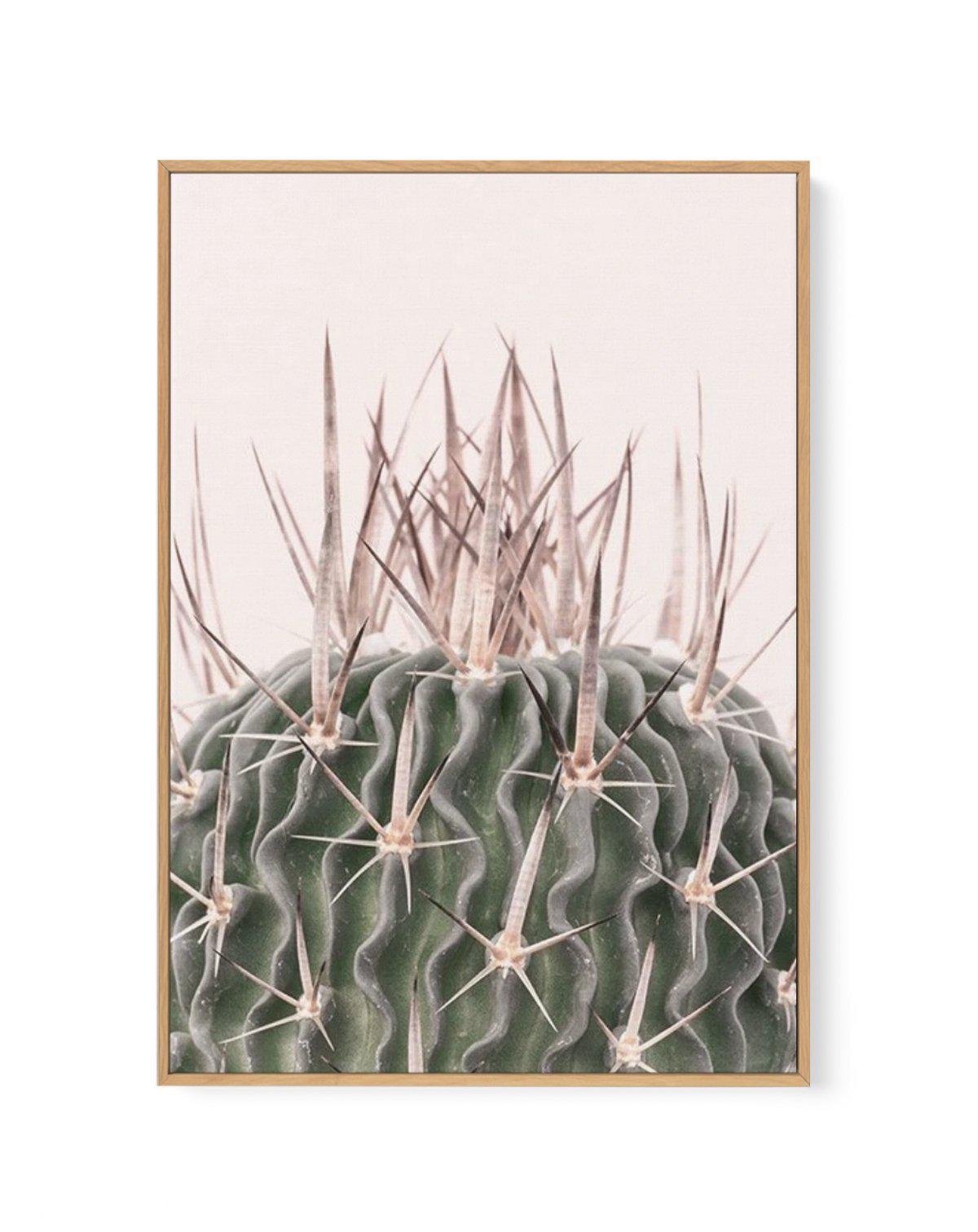 Cactus On Pink I | Framed Canvas-CANVAS-You can shop wall art online with Olive et Oriel for everything from abstract art to fun kids wall art. Our beautiful modern art prints and canvas art are available from large canvas prints to wall art paintings and our proudly Australian artwork collection offers only the highest quality framed large wall art and canvas art Australia - You can buy fashion photography prints or Hampton print posters and paintings on canvas from Olive et Oriel and have them