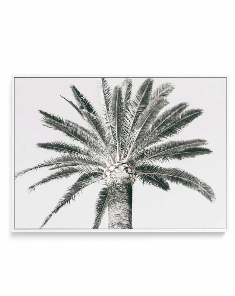 Cannes Palm | LS | Framed Canvas-CANVAS-You can shop wall art online with Olive et Oriel for everything from abstract art to fun kids wall art. Our beautiful modern art prints and canvas art are available from large canvas prints to wall art paintings and our proudly Australian artwork collection offers only the highest quality framed large wall art and canvas art Australia - You can buy fashion photography prints or Hampton print posters and paintings on canvas from Olive et Oriel and have them