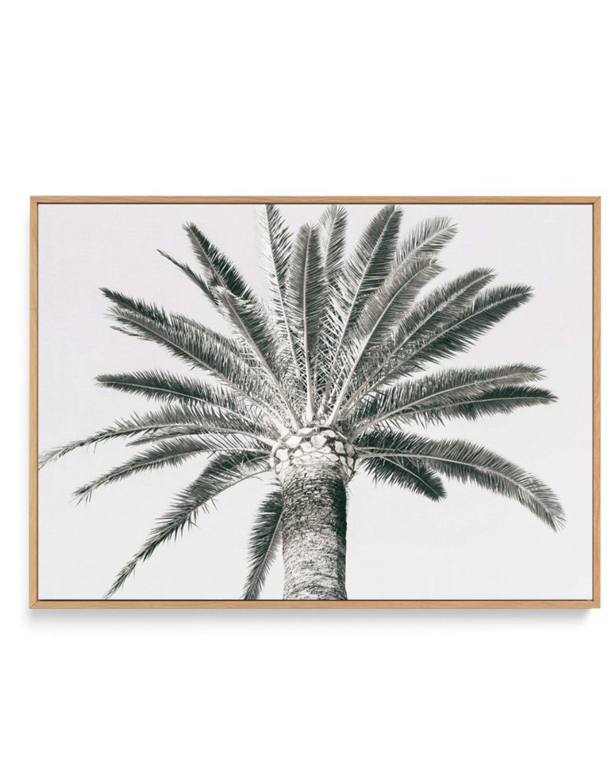 Cannes Palm | LS | Framed Canvas-CANVAS-You can shop wall art online with Olive et Oriel for everything from abstract art to fun kids wall art. Our beautiful modern art prints and canvas art are available from large canvas prints to wall art paintings and our proudly Australian artwork collection offers only the highest quality framed large wall art and canvas art Australia - You can buy fashion photography prints or Hampton print posters and paintings on canvas from Olive et Oriel and have them