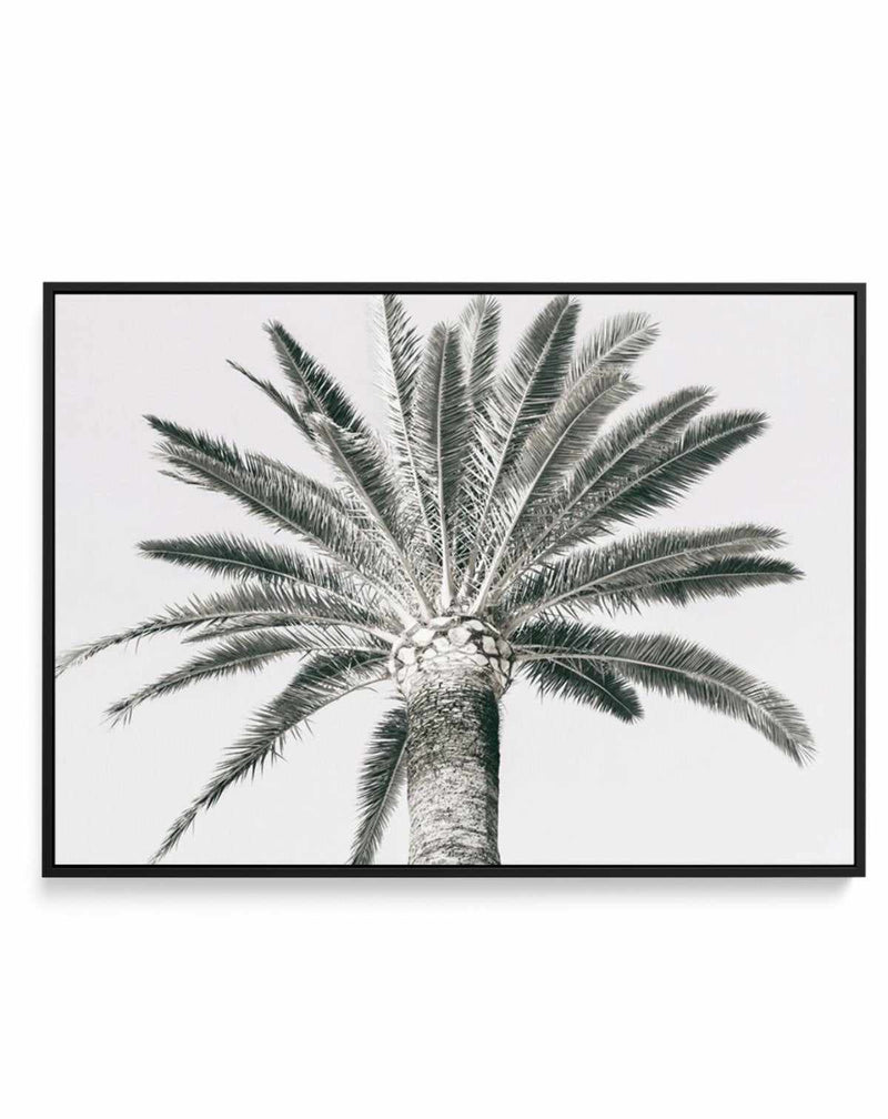 Cannes Palm | LS | Framed Canvas-CANVAS-You can shop wall art online with Olive et Oriel for everything from abstract art to fun kids wall art. Our beautiful modern art prints and canvas art are available from large canvas prints to wall art paintings and our proudly Australian artwork collection offers only the highest quality framed large wall art and canvas art Australia - You can buy fashion photography prints or Hampton print posters and paintings on canvas from Olive et Oriel and have them