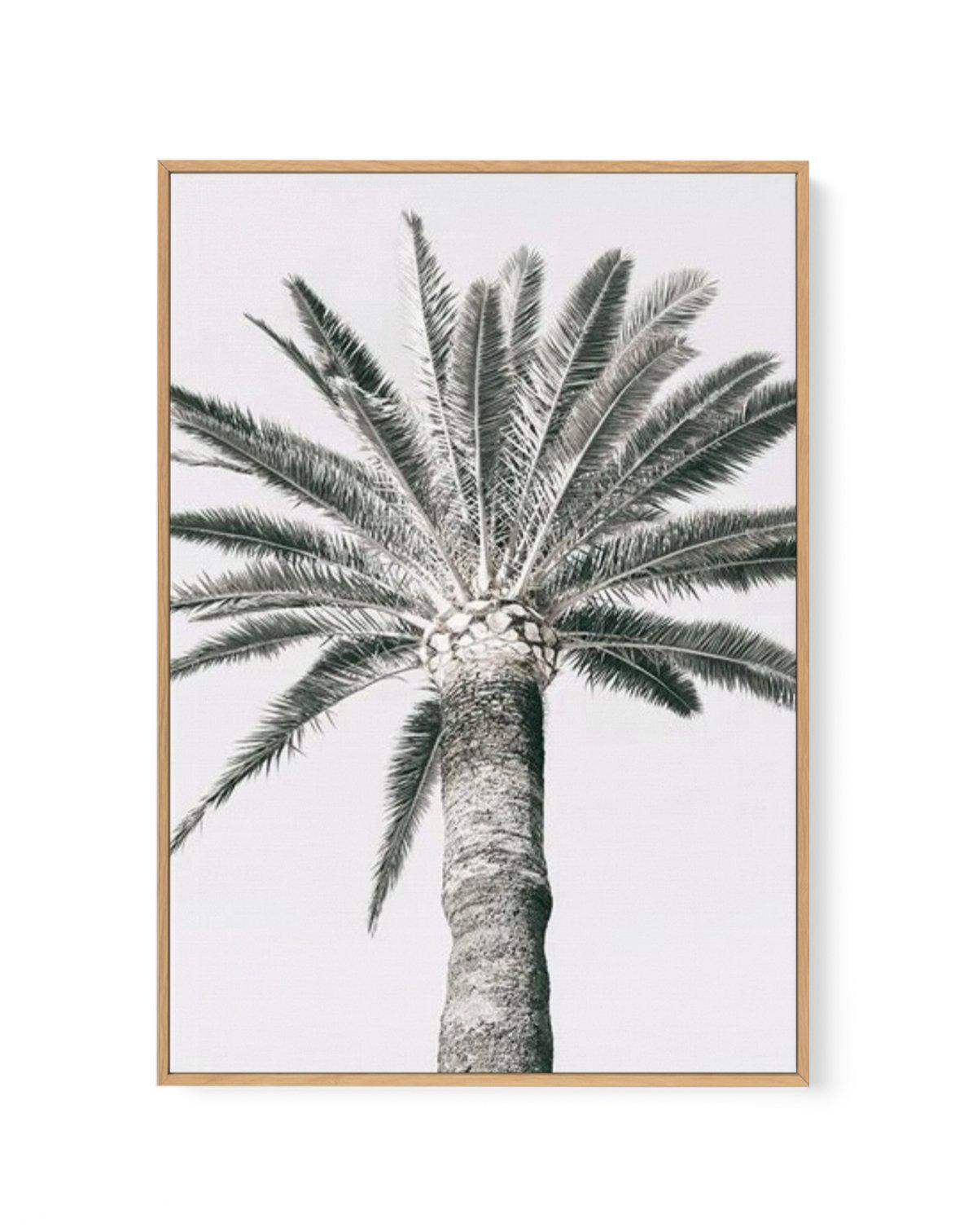 Cannes Palm | PT | Framed Canvas-CANVAS-You can shop wall art online with Olive et Oriel for everything from abstract art to fun kids wall art. Our beautiful modern art prints and canvas art are available from large canvas prints to wall art paintings and our proudly Australian artwork collection offers only the highest quality framed large wall art and canvas art Australia - You can buy fashion photography prints or Hampton print posters and paintings on canvas from Olive et Oriel and have them