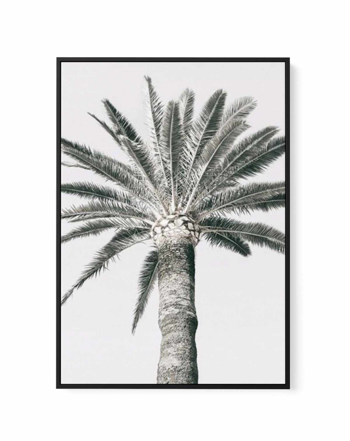 Cannes Palm | PT | Framed Canvas-CANVAS-You can shop wall art online with Olive et Oriel for everything from abstract art to fun kids wall art. Our beautiful modern art prints and canvas art are available from large canvas prints to wall art paintings and our proudly Australian artwork collection offers only the highest quality framed large wall art and canvas art Australia - You can buy fashion photography prints or Hampton print posters and paintings on canvas from Olive et Oriel and have them