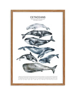 Cetaceans Chart Art Print-PRINT-Olive et Oriel-Olive et Oriel-50x70 cm | 19.6" x 27.5"-Walnut-With White Border-Buy-Australian-Art-Prints-Online-with-Olive-et-Oriel-Your-Artwork-Specialists-Austrailia-Decorate-With-Coastal-Photo-Wall-Art-Prints-From-Our-Beach-House-Artwork-Collection-Fine-Poster-and-Framed-Artwork