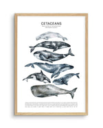 Cetaceans Chart Art Print-PRINT-Olive et Oriel-Olive et Oriel-A5 | 5.8" x 8.3" | 14.8 x 21cm-Oak-With White Border-Buy-Australian-Art-Prints-Online-with-Olive-et-Oriel-Your-Artwork-Specialists-Austrailia-Decorate-With-Coastal-Photo-Wall-Art-Prints-From-Our-Beach-House-Artwork-Collection-Fine-Poster-and-Framed-Artwork