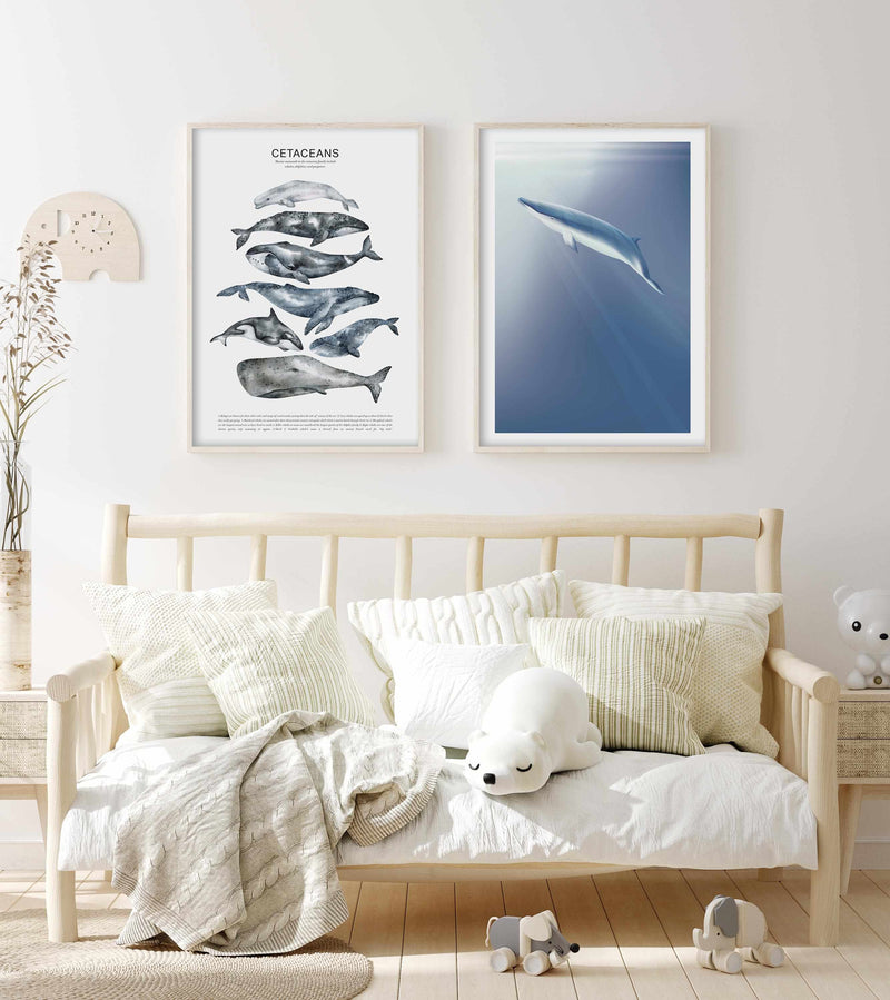 Cetaceans Chart Art Print-PRINT-Olive et Oriel-Olive et Oriel-Buy-Australian-Art-Prints-Online-with-Olive-et-Oriel-Your-Artwork-Specialists-Austrailia-Decorate-With-Coastal-Photo-Wall-Art-Prints-From-Our-Beach-House-Artwork-Collection-Fine-Poster-and-Framed-Artwork