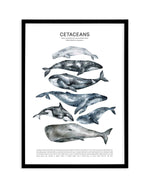 Cetaceans Chart Art Print-PRINT-Olive et Oriel-Olive et Oriel-A5 | 5.8" x 8.3" | 14.8 x 21cm-Black-With White Border-Buy-Australian-Art-Prints-Online-with-Olive-et-Oriel-Your-Artwork-Specialists-Austrailia-Decorate-With-Coastal-Photo-Wall-Art-Prints-From-Our-Beach-House-Artwork-Collection-Fine-Poster-and-Framed-Artwork