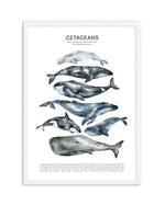 Cetaceans Chart Art Print-PRINT-Olive et Oriel-Olive et Oriel-A5 | 5.8" x 8.3" | 14.8 x 21cm-White-With White Border-Buy-Australian-Art-Prints-Online-with-Olive-et-Oriel-Your-Artwork-Specialists-Austrailia-Decorate-With-Coastal-Photo-Wall-Art-Prints-From-Our-Beach-House-Artwork-Collection-Fine-Poster-and-Framed-Artwork