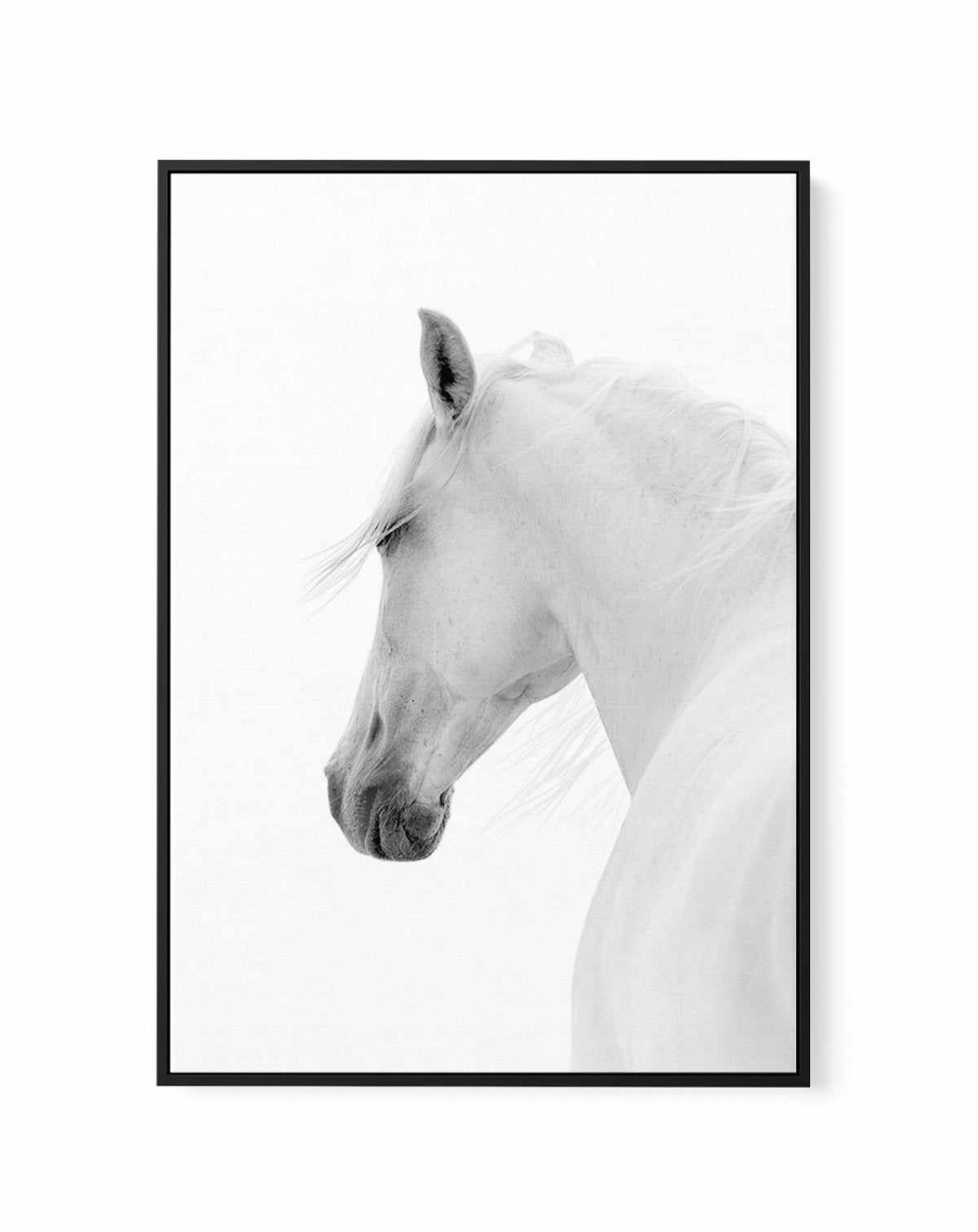 Cheval de L'esprit | Framed Canvas-CANVAS-You can shop wall art online with Olive et Oriel for everything from abstract art to fun kids wall art. Our beautiful modern art prints and canvas art are available from large canvas prints to wall art paintings and our proudly Australian artwork collection offers only the highest quality framed large wall art and canvas art Australia - You can buy fashion photography prints or Hampton print posters and paintings on canvas from Olive et Oriel and have th