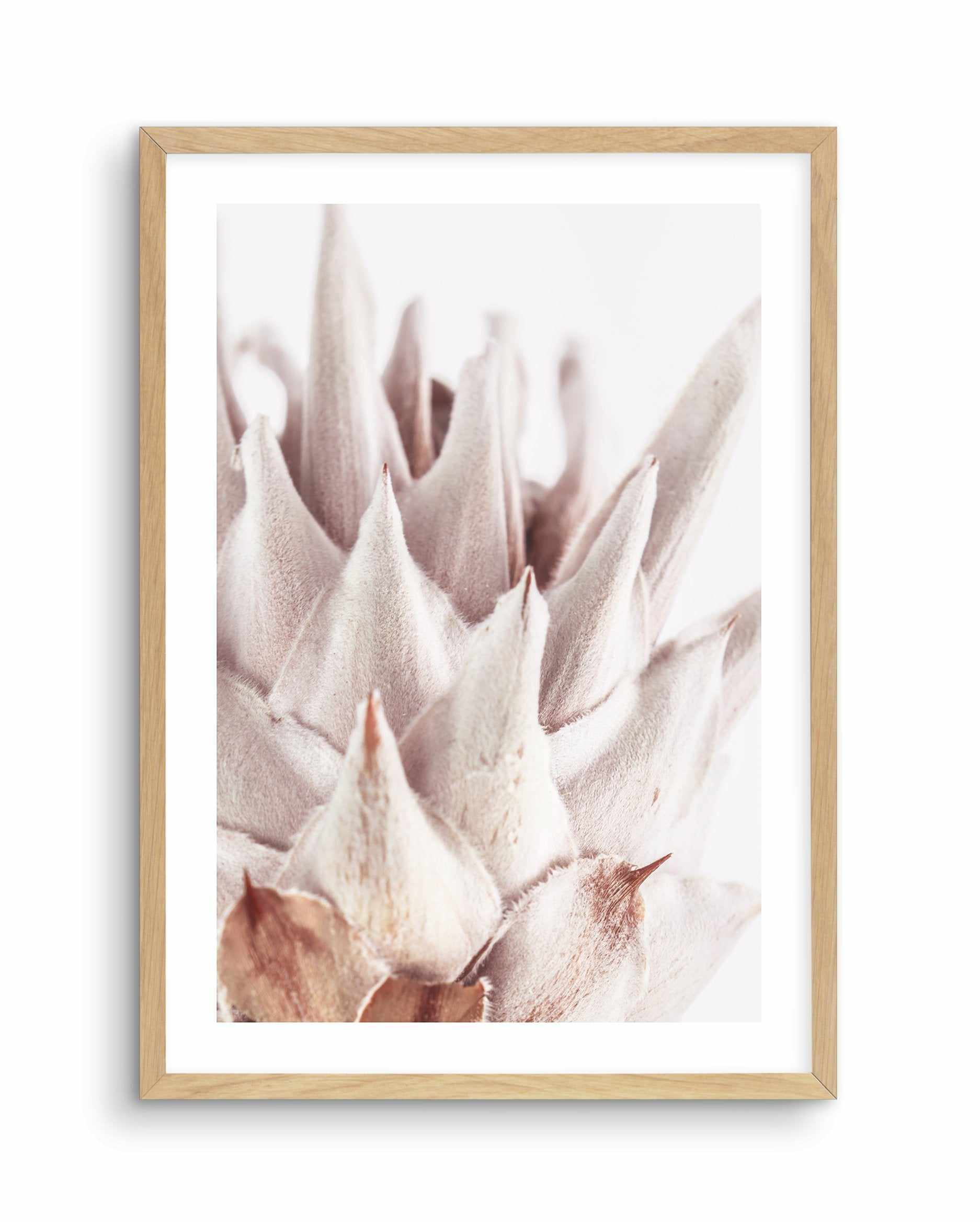 Closer Please | King Protea Art Print-PRINT-Olive et Oriel-Olive et Oriel-A4 | 8.3" x 11.7" | 21 x 29.7cm-Oak-With White Border-Buy-Australian-Art-Prints-Online-with-Olive-et-Oriel-Your-Artwork-Specialists-Austrailia-Decorate-With-Coastal-Photo-Wall-Art-Prints-From-Our-Beach-House-Artwork-Collection-Fine-Poster-and-Framed-Artwork