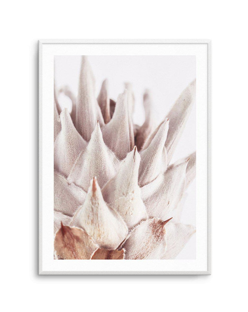 Closer Please | King Protea Art Print-PRINT-Olive et Oriel-Olive et Oriel-A4 | 8.3" x 11.7" | 21 x 29.7cm-Unframed Art Print-With White Border-Buy-Australian-Art-Prints-Online-with-Olive-et-Oriel-Your-Artwork-Specialists-Austrailia-Decorate-With-Coastal-Photo-Wall-Art-Prints-From-Our-Beach-House-Artwork-Collection-Fine-Poster-and-Framed-Artwork