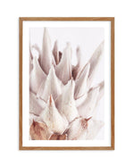 Closer Please | King Protea Art Print-PRINT-Olive et Oriel-Olive et Oriel-50x70 cm | 19.6" x 27.5"-Walnut-With White Border-Buy-Australian-Art-Prints-Online-with-Olive-et-Oriel-Your-Artwork-Specialists-Austrailia-Decorate-With-Coastal-Photo-Wall-Art-Prints-From-Our-Beach-House-Artwork-Collection-Fine-Poster-and-Framed-Artwork
