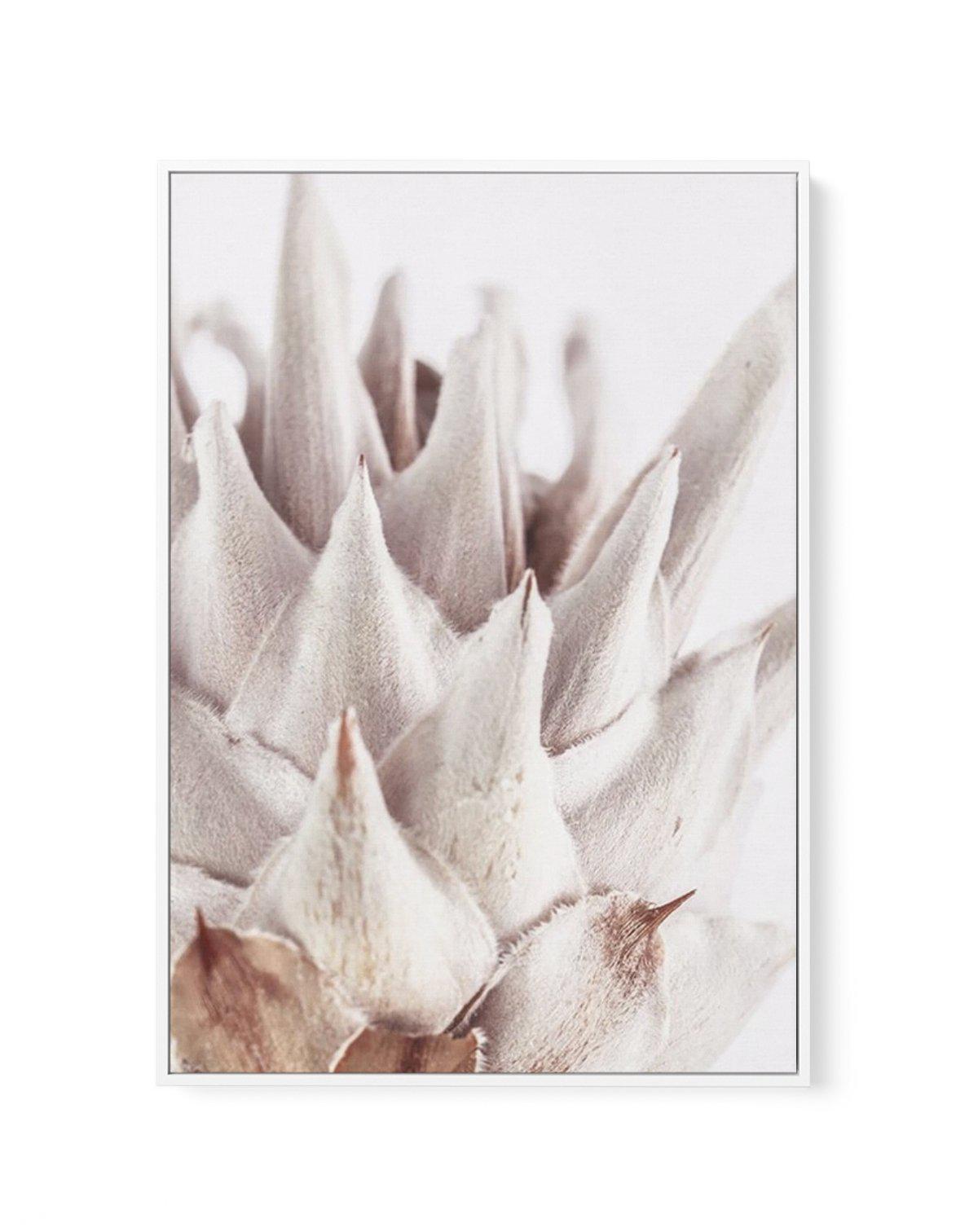 Closer Please | King Protea | Framed Canvas-CANVAS-You can shop wall art online with Olive et Oriel for everything from abstract art to fun kids wall art. Our beautiful modern art prints and canvas art are available from large canvas prints to wall art paintings and our proudly Australian artwork collection offers only the highest quality framed large wall art and canvas art Australia - You can buy fashion photography prints or Hampton print posters and paintings on canvas from Olive et Oriel an