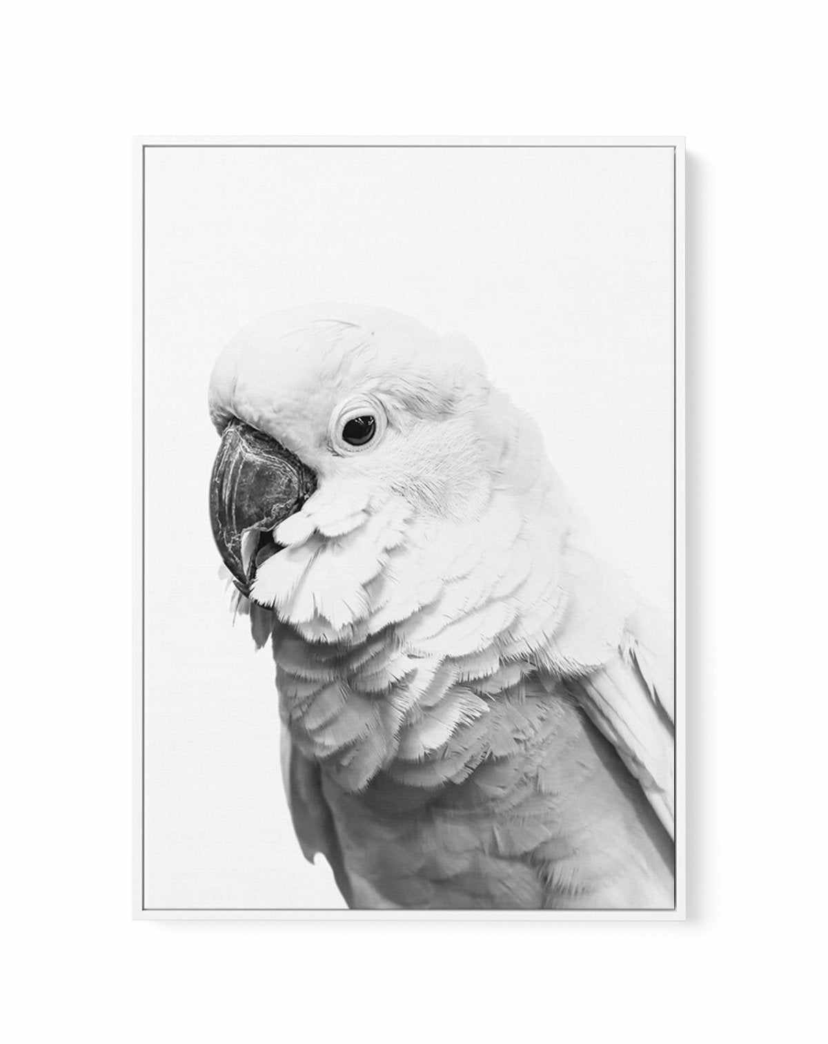 Cockatoo | B&W | Framed Canvas-CANVAS-You can shop wall art online with Olive et Oriel for everything from abstract art to fun kids wall art. Our beautiful modern art prints and canvas art are available from large canvas prints to wall art paintings and our proudly Australian artwork collection offers only the highest quality framed large wall art and canvas art Australia - You can buy fashion photography prints or Hampton print posters and paintings on canvas from Olive et Oriel and have them d